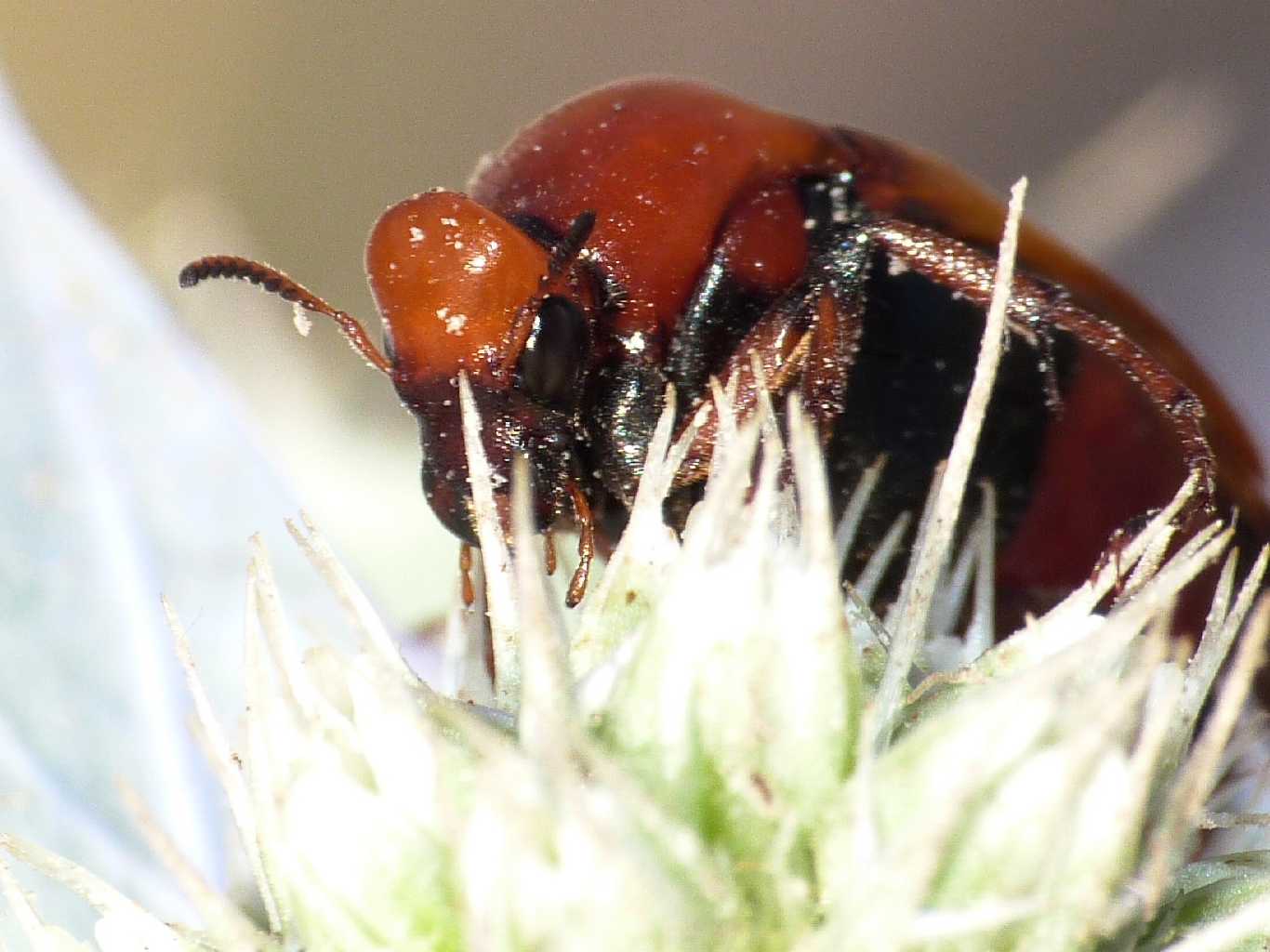 Aiuto!!! Un bisonte mi carica ...!